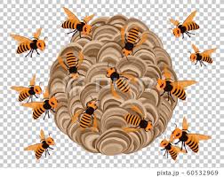 スズメバチの駆除